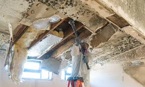 Best Black Mold Removal  in Chambersburg, PA